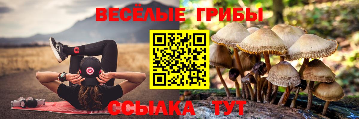 Галлюциногенные грибы Psilocybine cubensis  Псилоцибиновые грибы прущие грибы  Вход с VPN  Сорочинск 